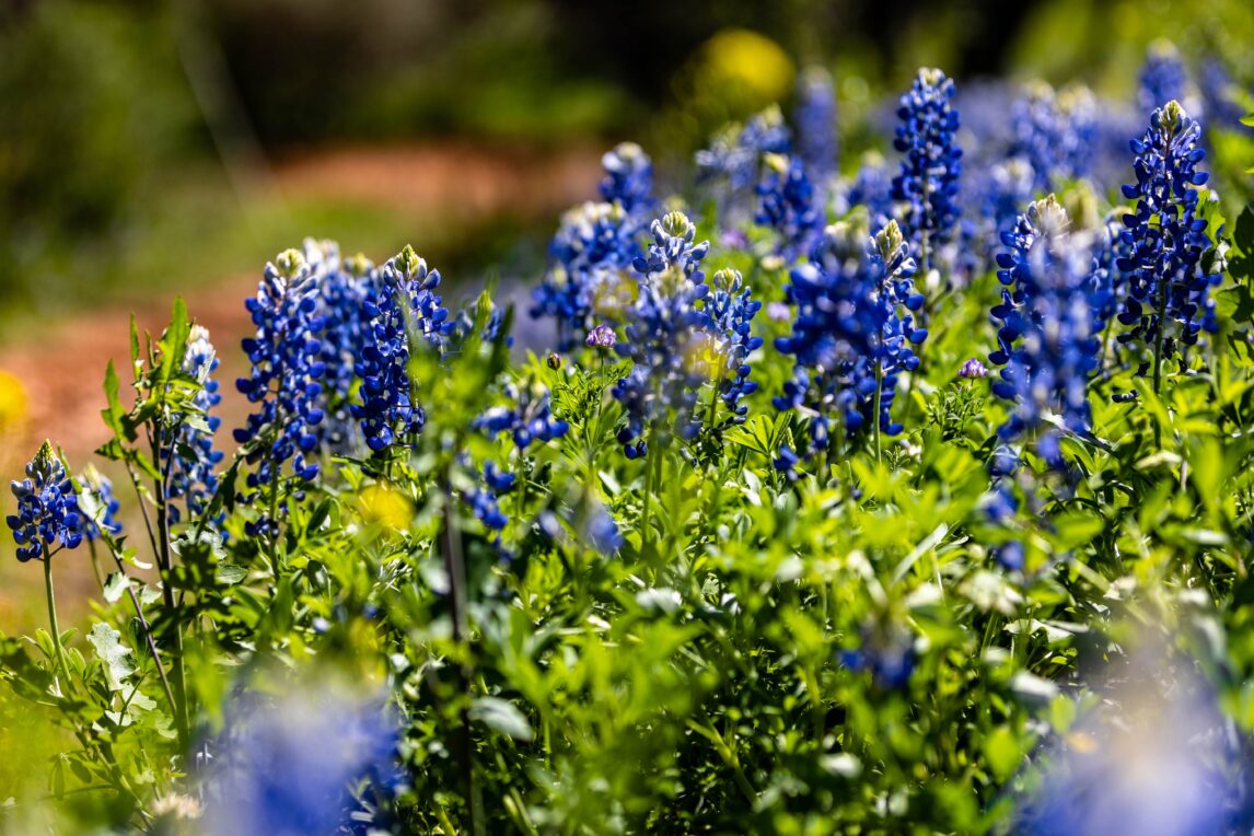 Beautiful landscape of a green field with bluebonnets flowers in full bloom