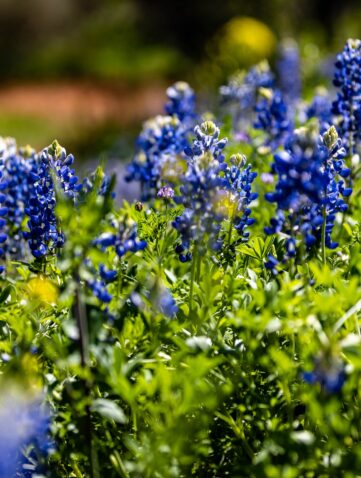 Beautiful landscape of a green field with bluebonnets flowers in full bloom