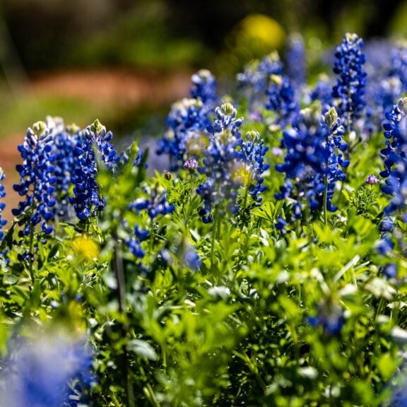 Beautiful landscape of a green field with bluebonnets flowers in full bloom