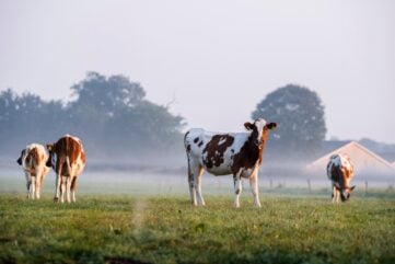 Global Beef Trade