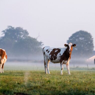 Global Beef Trade