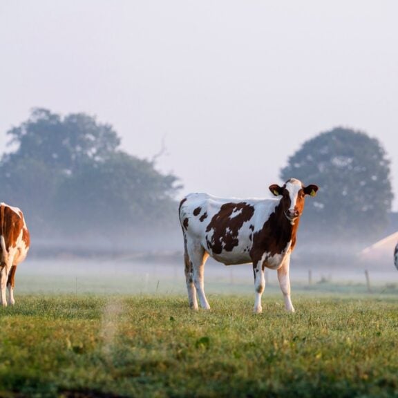 Global Beef Trade